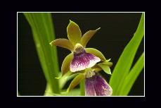 Gubler Orchids grows thousands of orchids and carnivorous plants at their facility in Landers.
