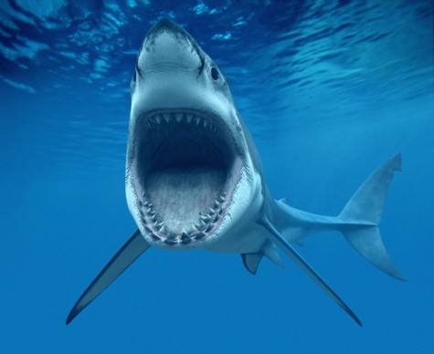 Taking a Bite Out of Shark Hysteria