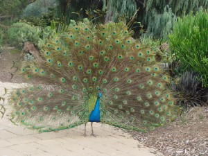 Numerous peafowl wander the ground at the LA County Arboretum. Photo by Jane Pojawa.