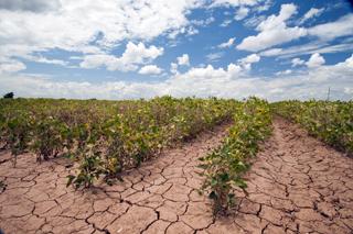 Soybeans show the affect of the Texas drought near Navasota, Texas. USDA photo by Bob Nichols.