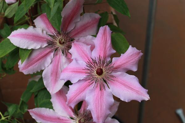 Container Gardening: Don’t Be Afraid to Get Down and Dirty